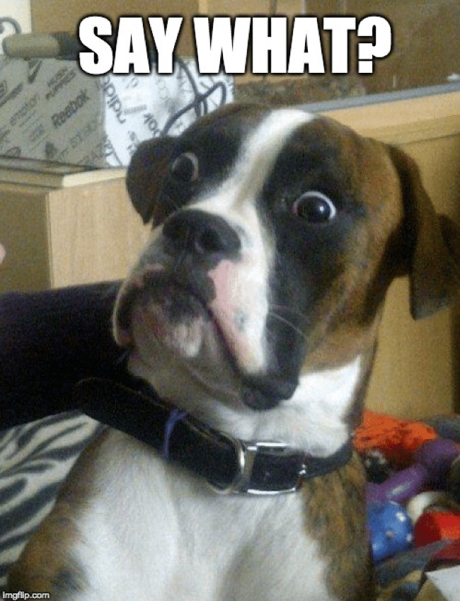 Meme with dog making funny face and text “Say What?”